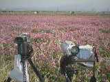 蓮華畑とカメラ